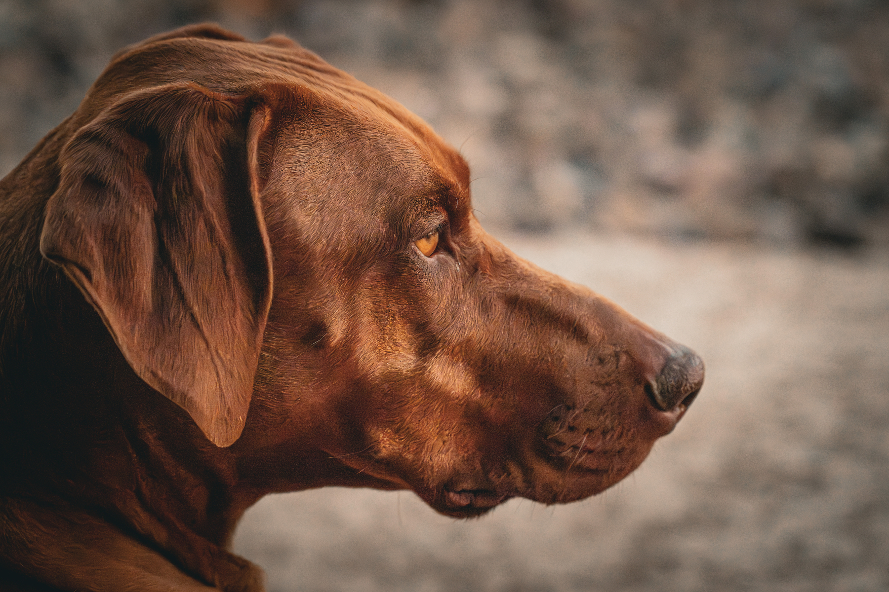 Auto-generated description: A brown dog with a focused expression looks sideways in a close-up profile view.