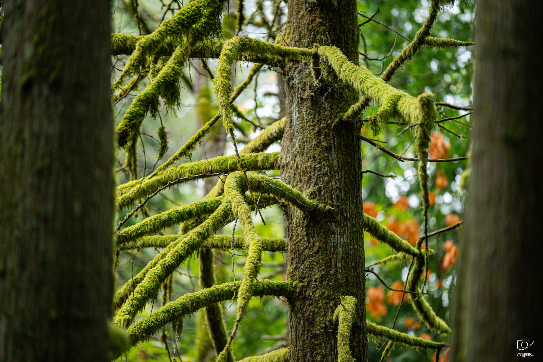 Auto-generated description: Moss-covered tree branches extend outward in a dense, green forest setting.