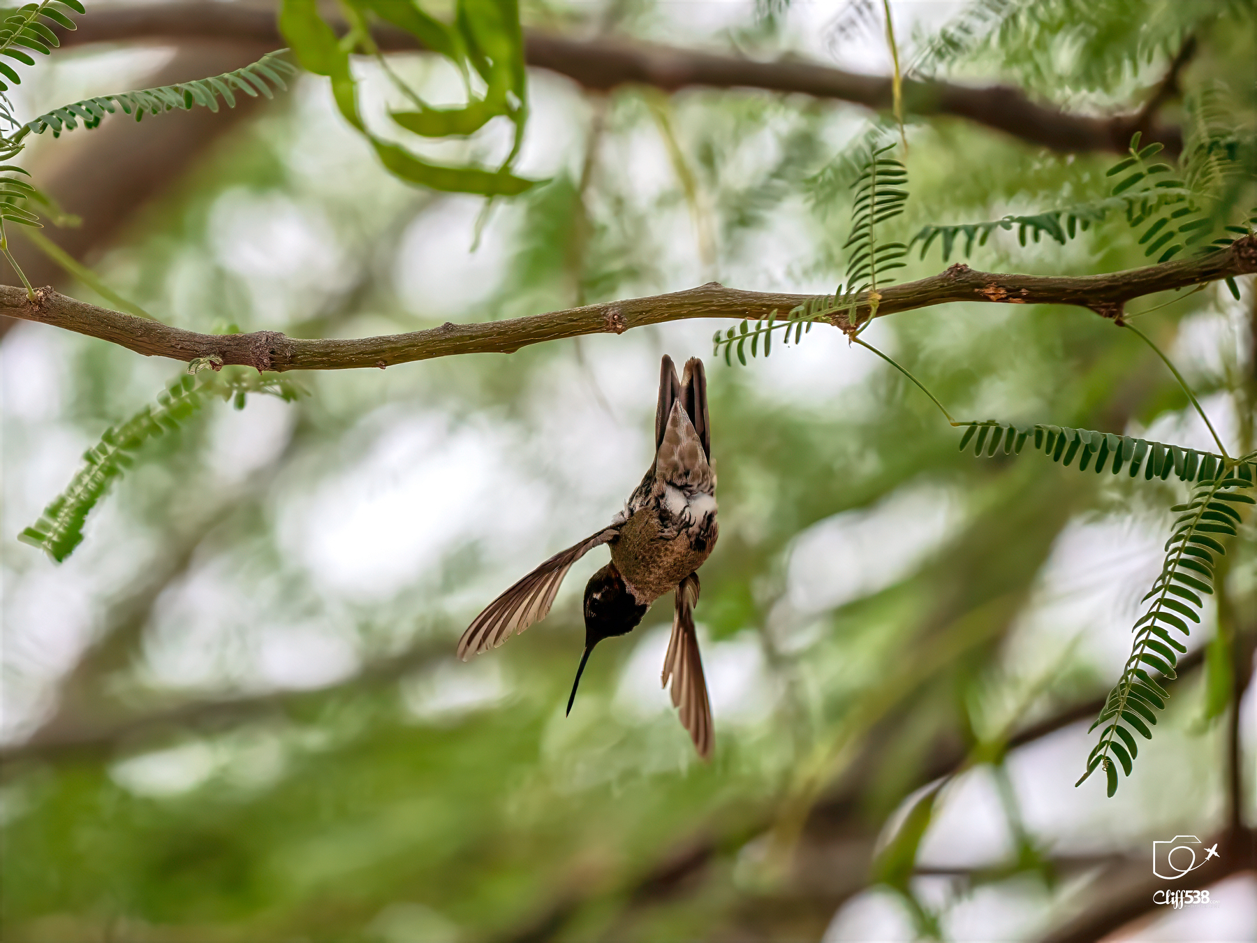 Auto-generated description: A hummingbird is hovering upside down near a branch with green foliage.