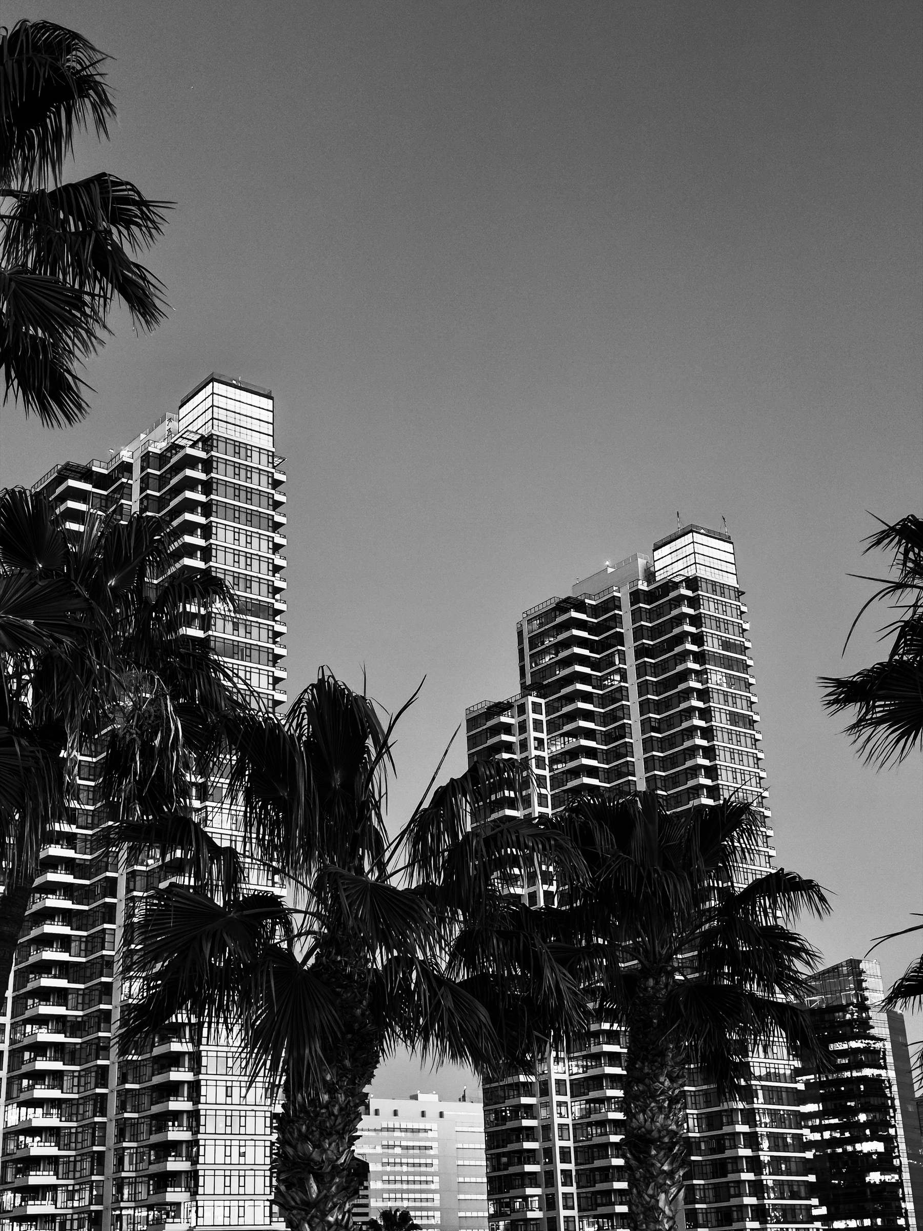 Auto-generated description: Tall modern skyscrapers are framed by palm trees under a clear sky.