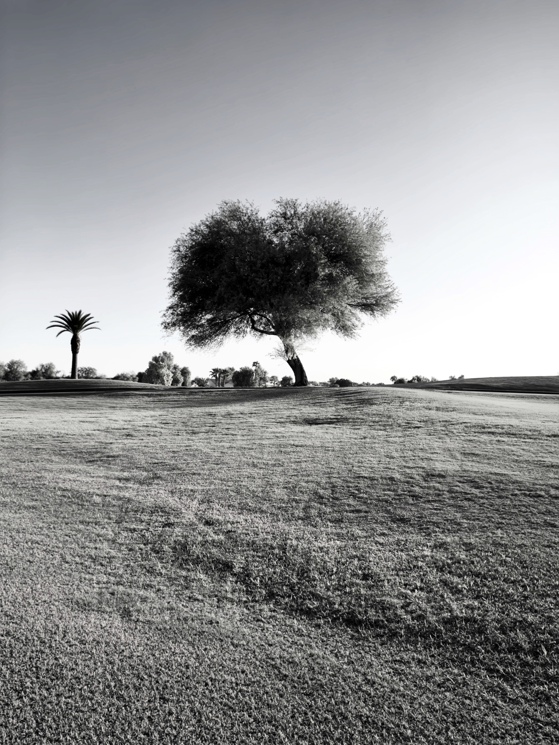 Auto-generated description: A lone, large tree stands on a gentle grassy hill with a clear sky in the background, accompanied by a distant palm tree on the left side.