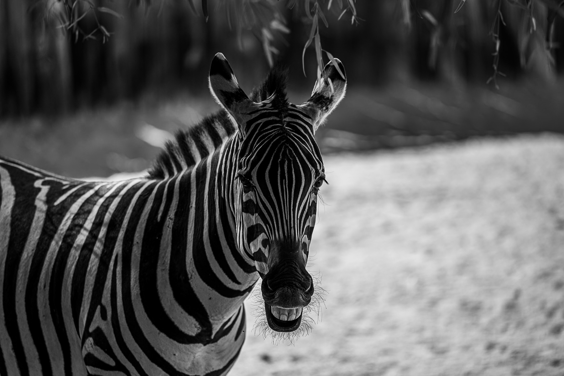 Auto-generated description: A zebra with its mouth open is standing in a shaded area with foliage hanging above.