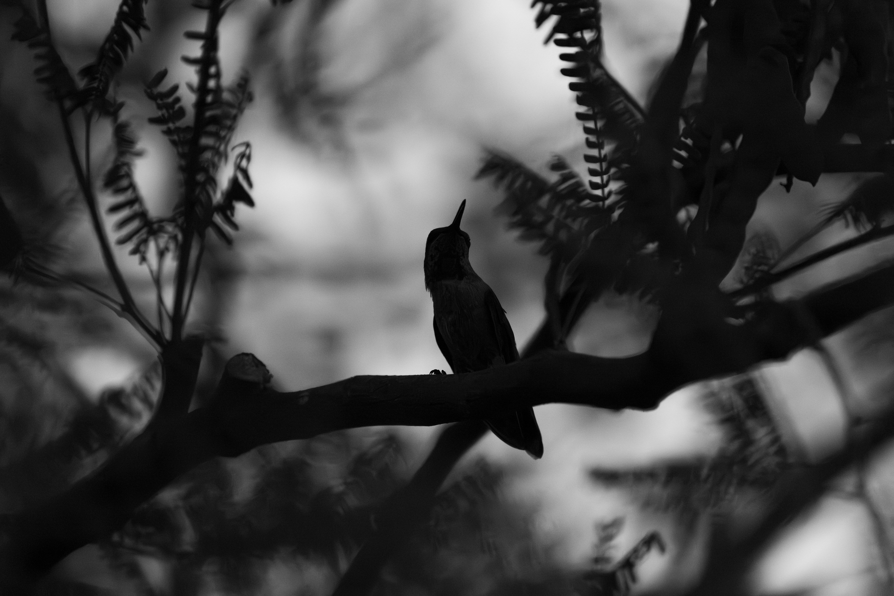 Auto-generated description: A small bird is perched on a branch, silhouetted against a blurred background of leaves.