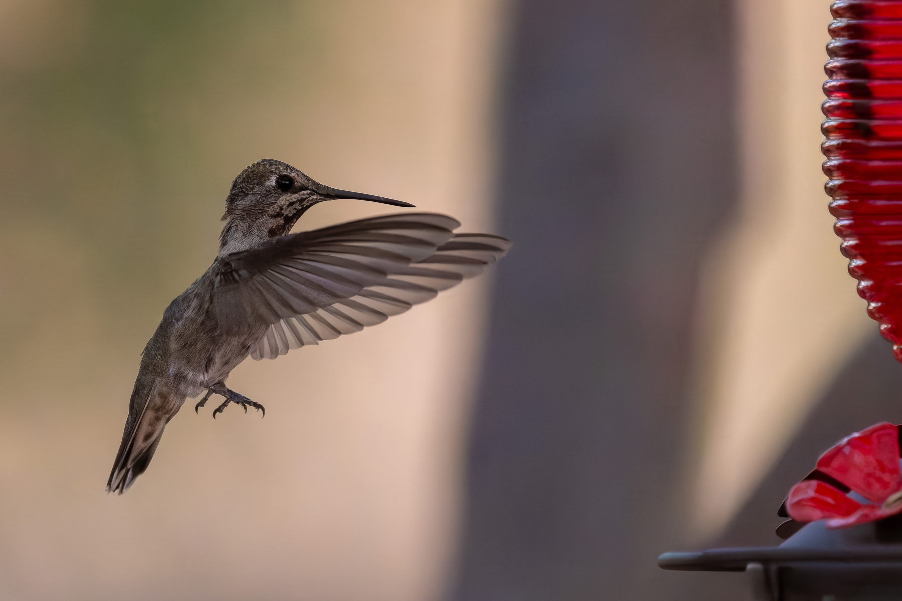 Auto-generated description: A hummingbird hovers in mid-air near a red bird feeder.