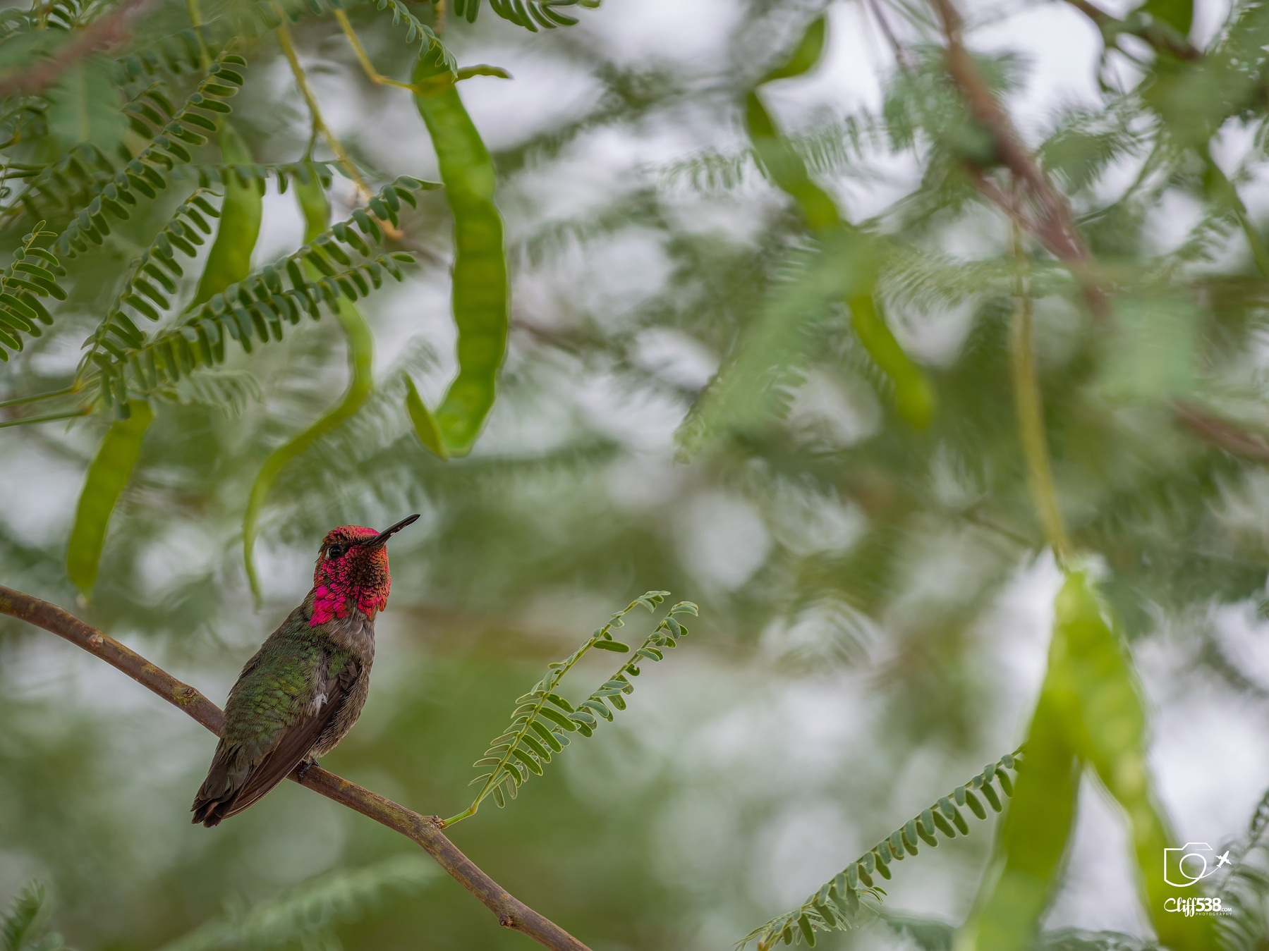 Auto-generated description: A hummingbird with iridescent red and green feathers is perched on a branch surrounded by green leaves and seed pods.