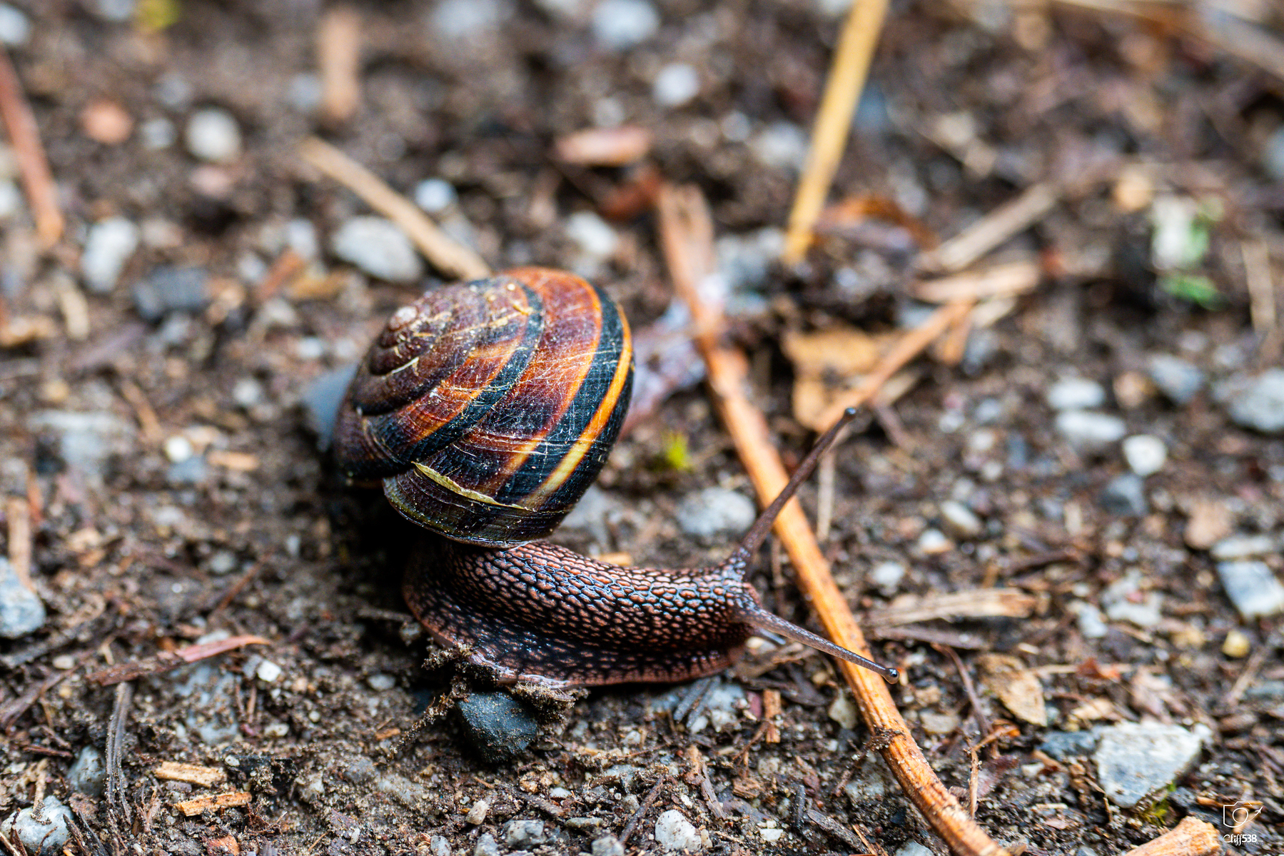 Auto-generated description: A snail with a brown and yellow striped shell is crawling on a rough, textured surface covered with small stones and twigs.