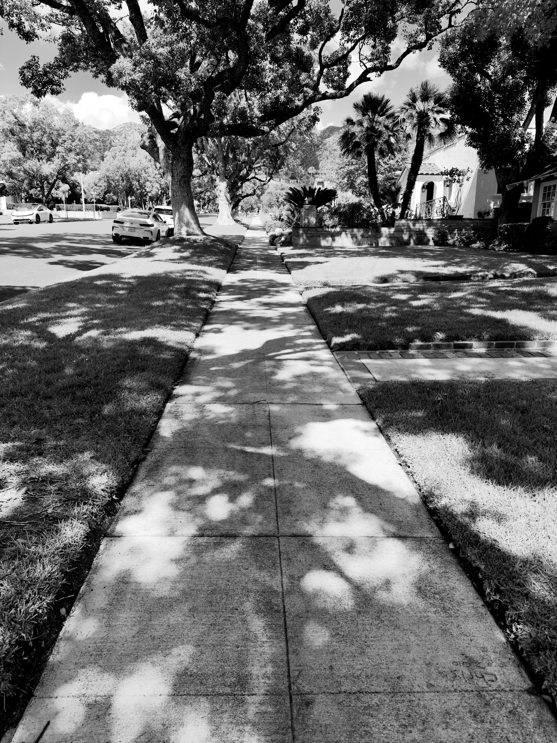 Auto-generated description: A tree-lined sidewalk is illuminated by dappled sunlight in a suburban neighborhood.