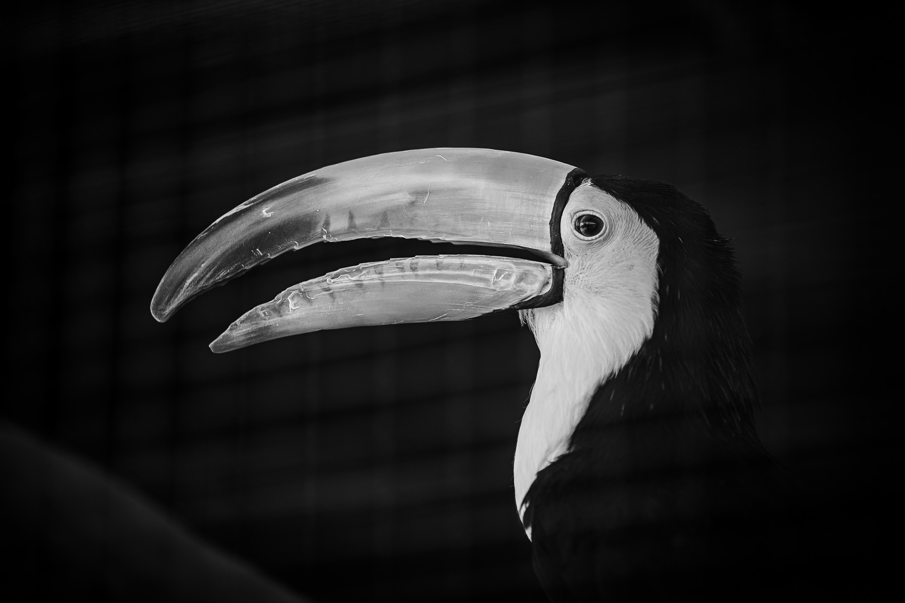 Auto-generated description: A close-up black and white photograph captures a toucan with its large, distinctive beak.