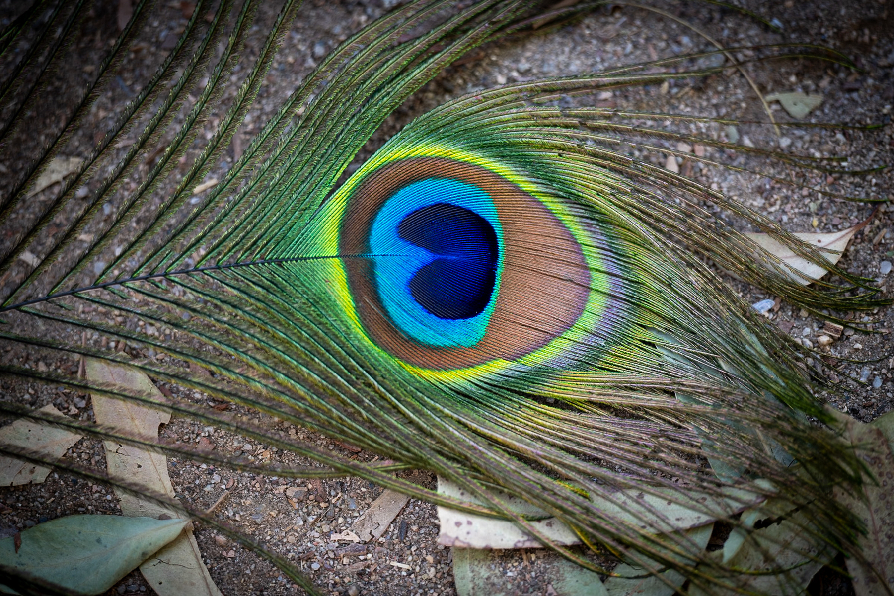 Auto-generated description: A vibrant peacock feather lies on a gravelly ground surrounded by a few dry leaves.